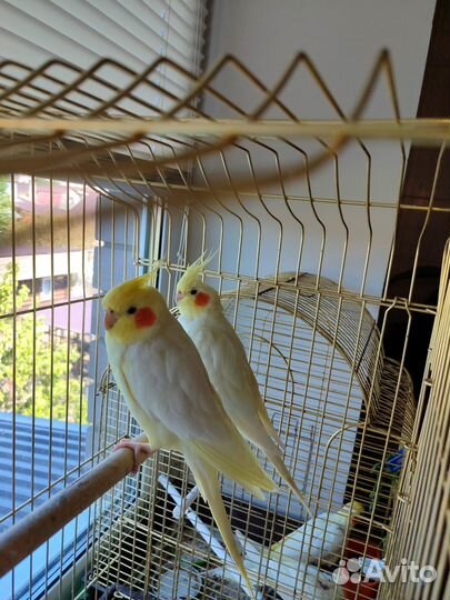 Попугай корелла