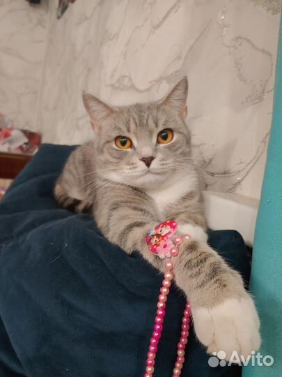 Британская Кошка