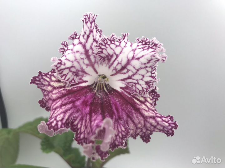 Стрептокарпусы