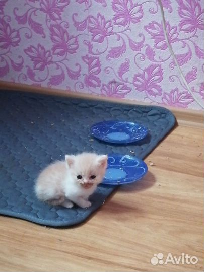 Котята отдам в добрые руки бесплатно
