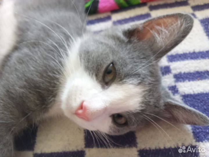 Котенок в добрые руки