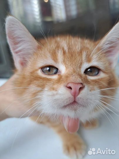 Рыжие солнышки