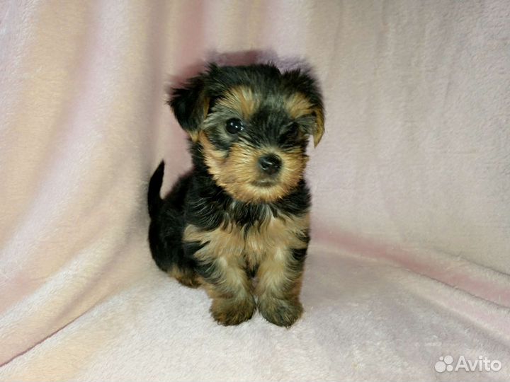 Йоркширский терьер