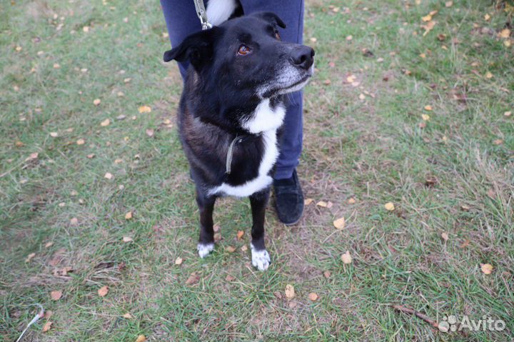 Филя мечтает о своём человеке