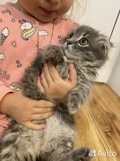 Котенок вислоухий