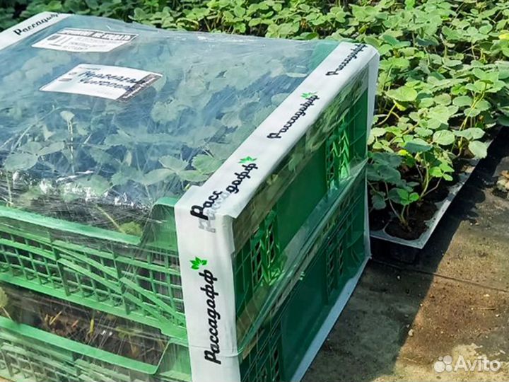 Рассада клубники. Элитные сорта