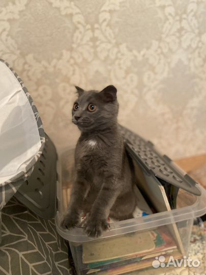 Британская кошка