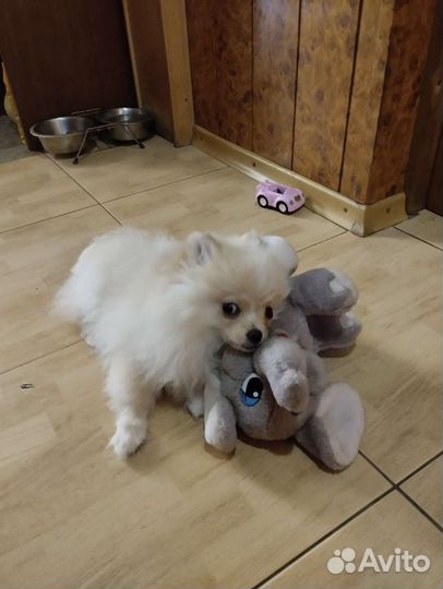 Померанский шпиц