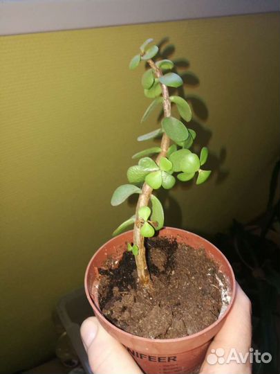 Портулакария