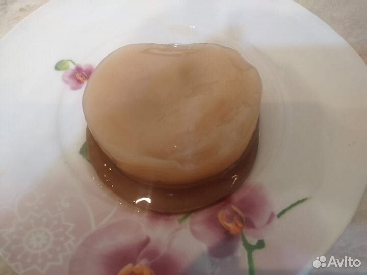 Чайный гриб (комбуча)