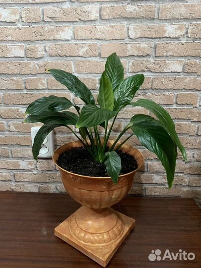 Спатифилиум