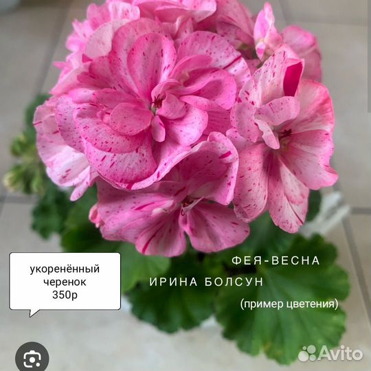 Пеларгония герань сортовая