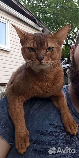 Абиссинский кот Вязка