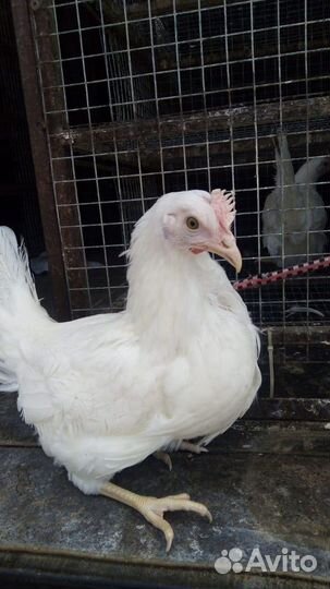 Куры Несушки