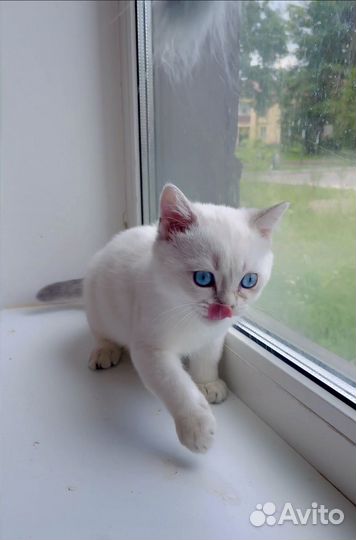 Британские котята короткошерстные