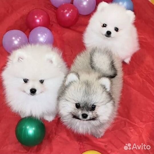 Померанский шпиц мини