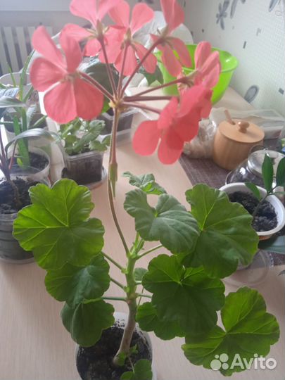 Комнатные цветы