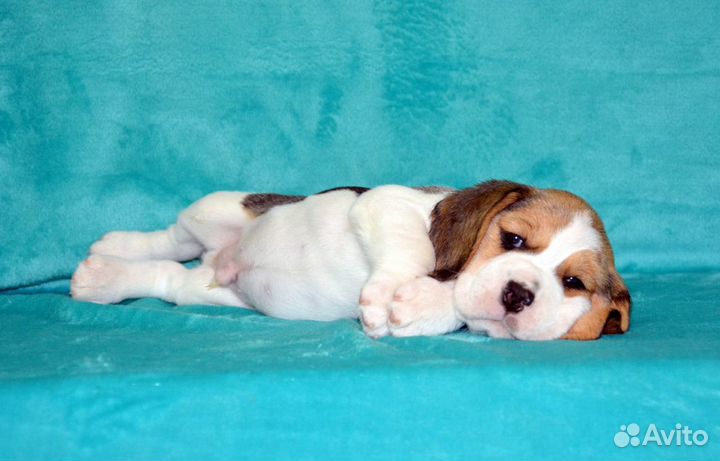 Щенки Бигля