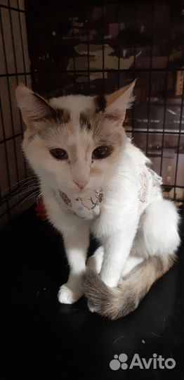 Лилит ищет дом