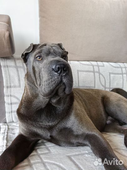 Шарпей вязка