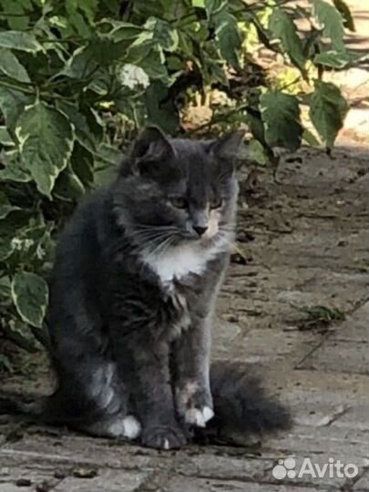 Кошка в дар