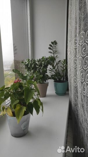 Комнатные цветы