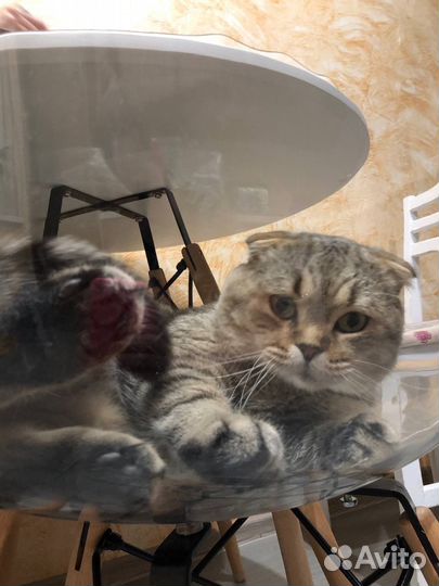 Шотландский вислоухий кот на вязку