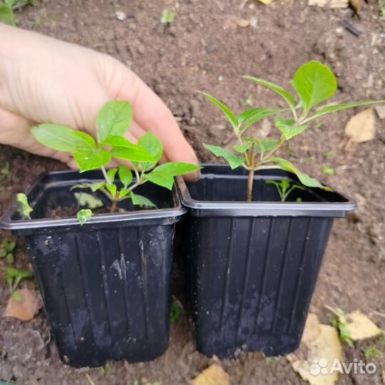 Гортензия метельчатая лайм лайт