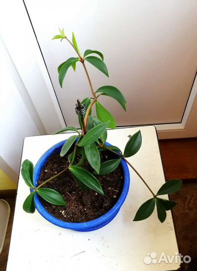 Пеперомия перескиелистная