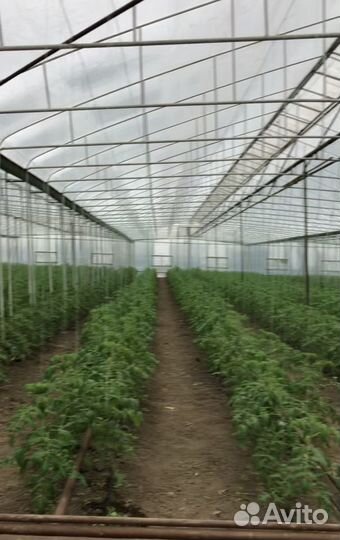 Сдаетсяв аренду теплица