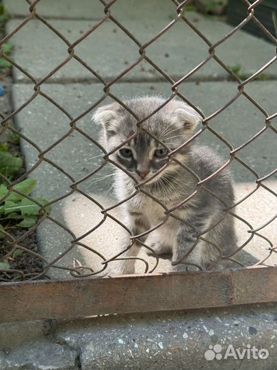 Кошки в добрые руки бесплатно