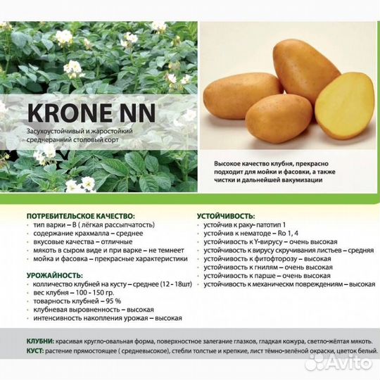 Семенной картофель