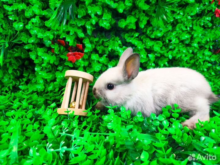 Мини карликовый кролик - львиный и другие