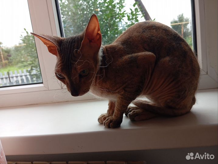 Велюровый сфинкс