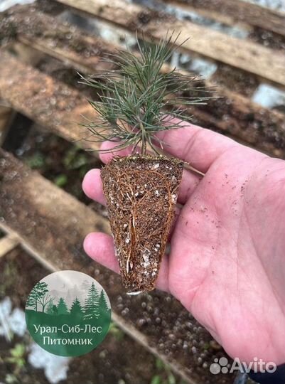 Сеянцы зкс Сосна окс Ель Лиственница Горная