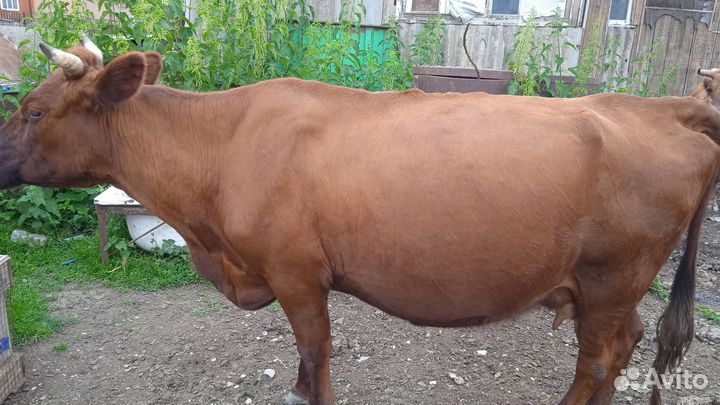 Коровы и бычки