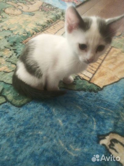 Котят в добрые руки бесплатно