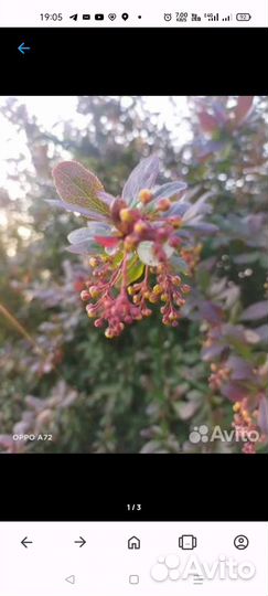 Барбарис Оранж Сонрайз