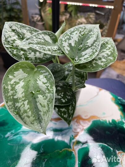 Сциндапсус