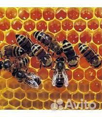 Пчелы пчелосемьи