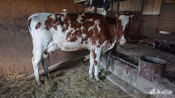 Корова дойная