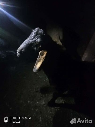 Нубийский козел