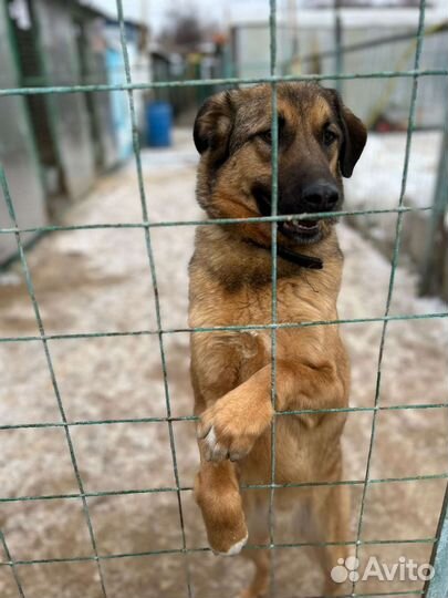 Спаси малыша из приюта