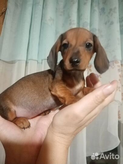 Щенки таксы