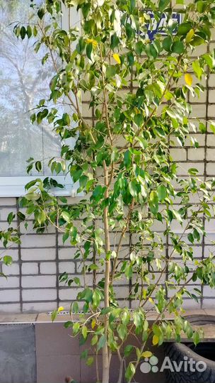 Фикус бенджамина большой