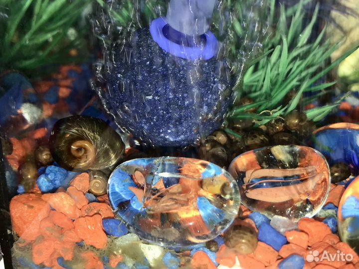 Улитки катушки аквариумные