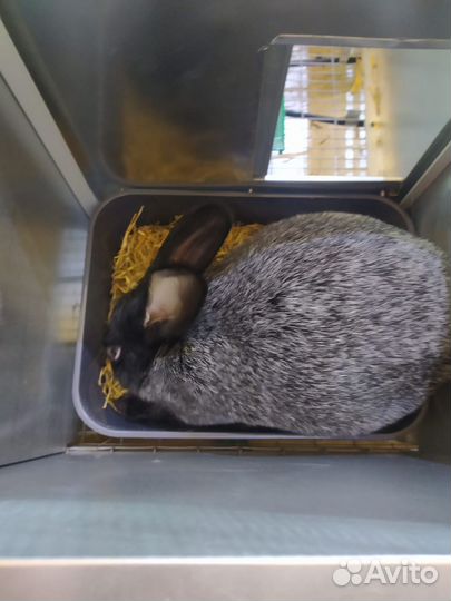 Кролики полтавское серебро и калифорнийский