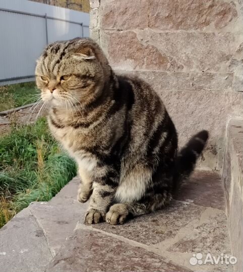 Кот шотландский вислоухий подарим
