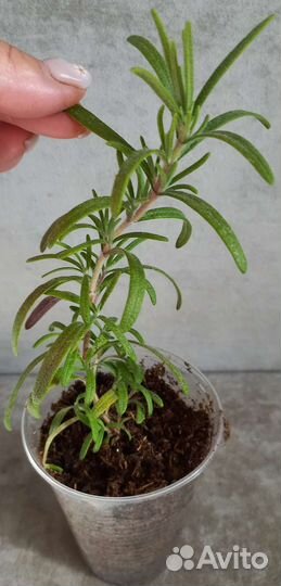 Розмарин, тархун, мелисса, орегано и др