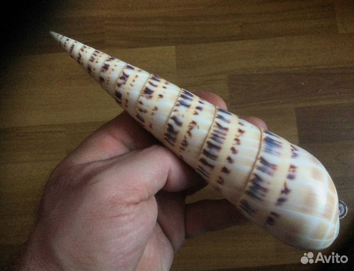 Морская раковина Terebra maculata 200 мм